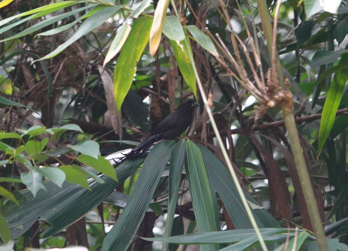 Ratchet-tailed Treepie - ML638440497