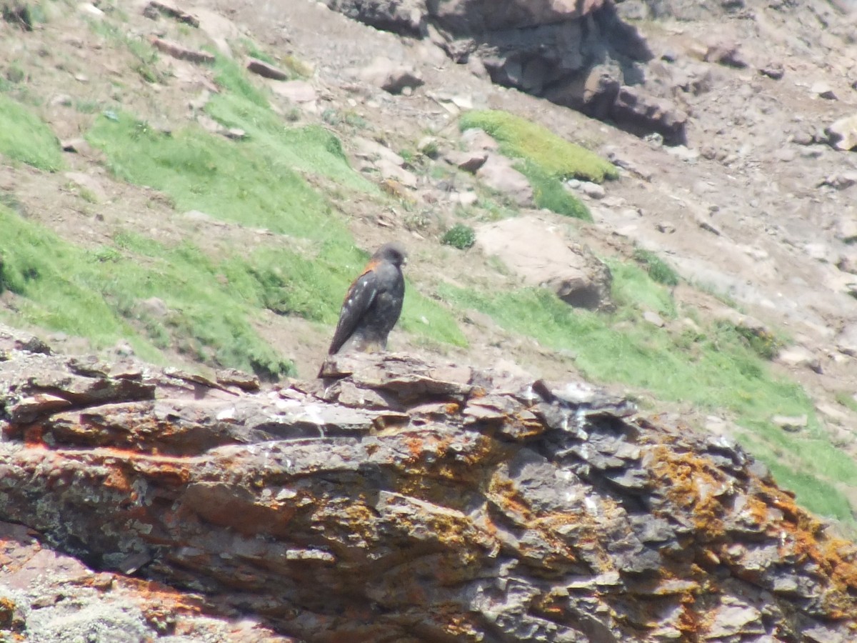 Variable Hawk - ML638440500