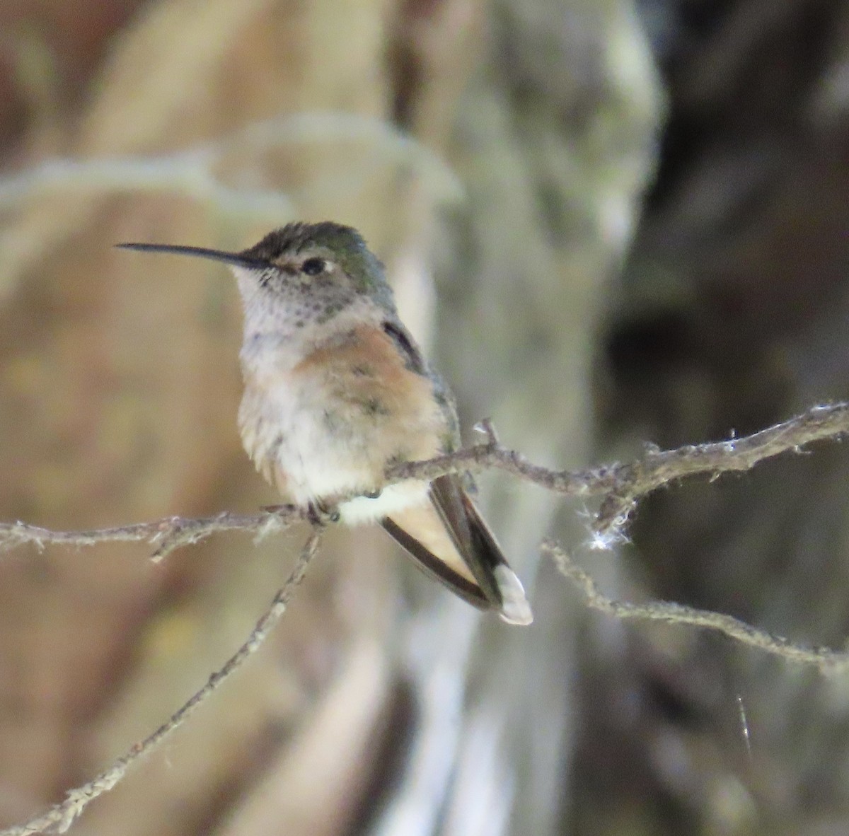Broad-tailed Hummingbird - ML638440502