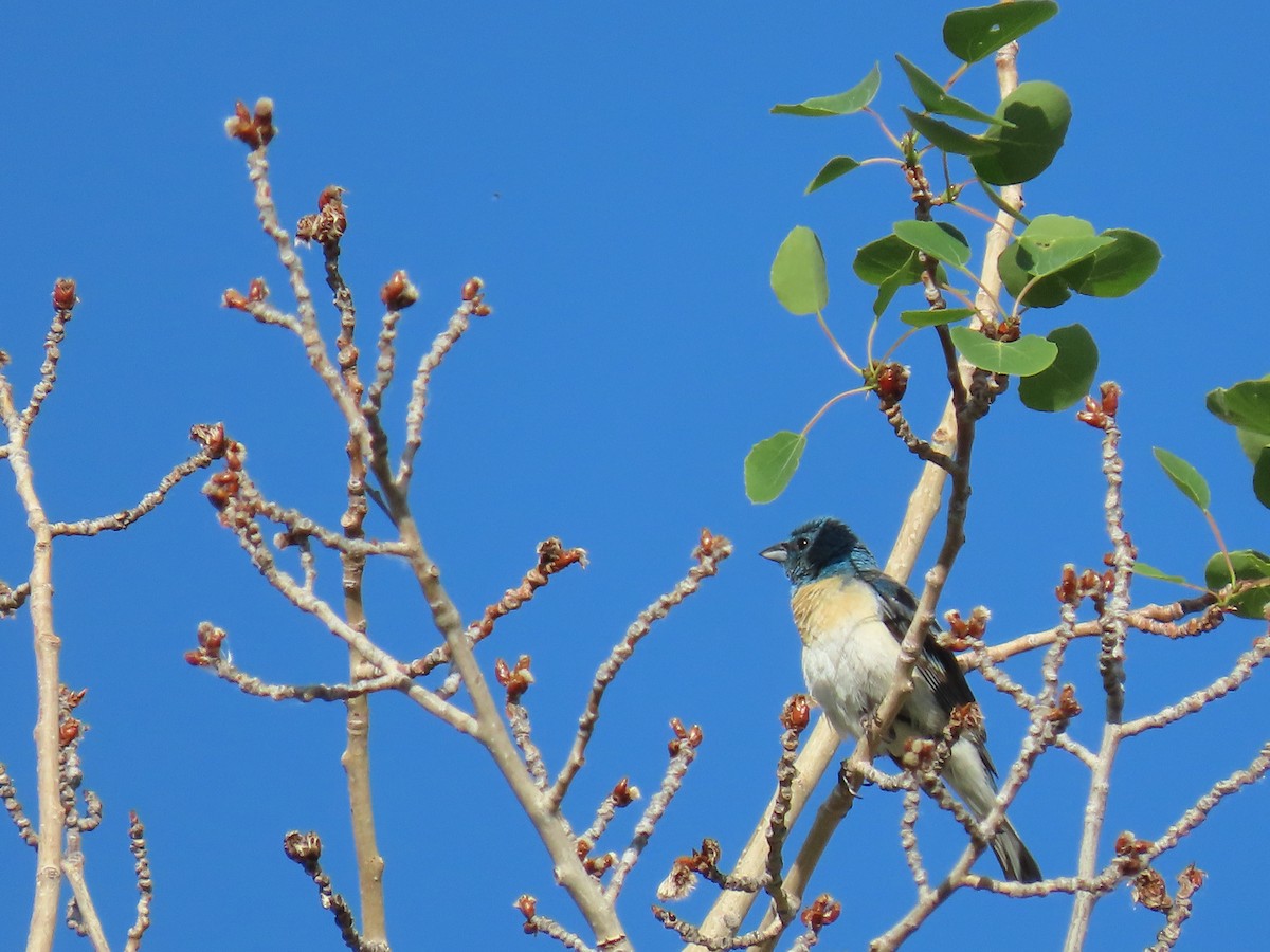 Lazuli Bunting - ML638440530