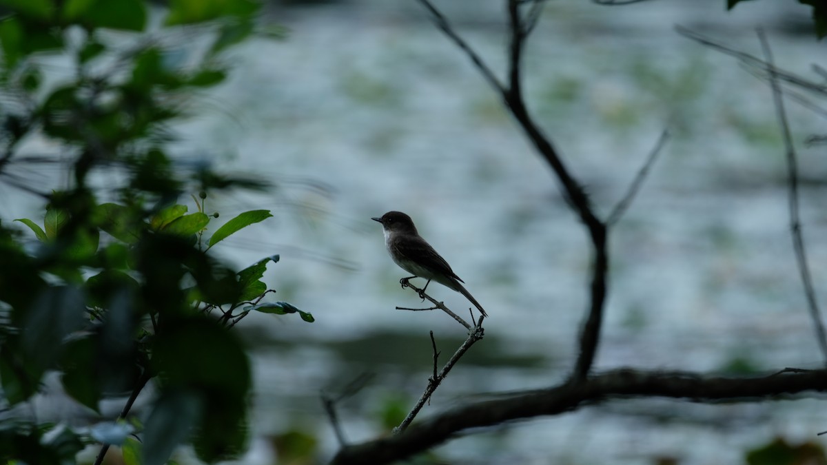Eastern Phoebe - ML638440567