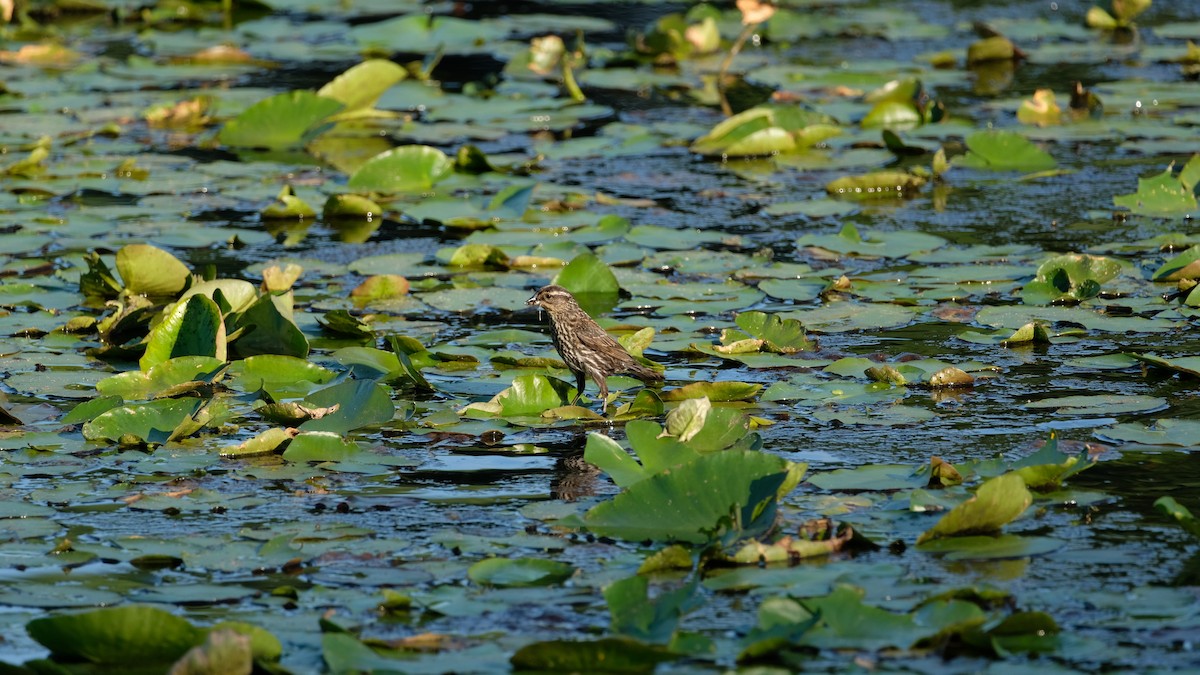 Red-winged Blackbird - ML638440569