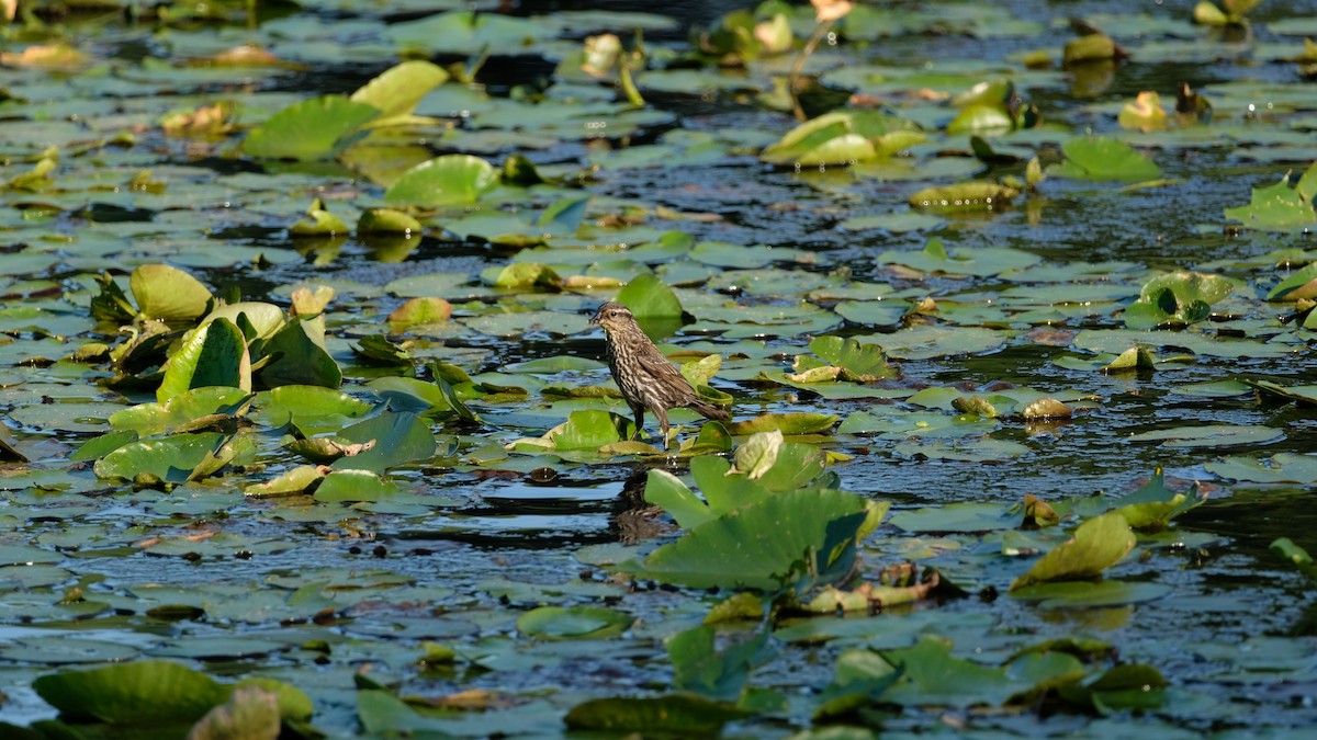 Red-winged Blackbird - ML638440570