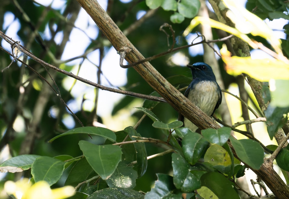 Hainan Blue Flycatcher - ML638440600