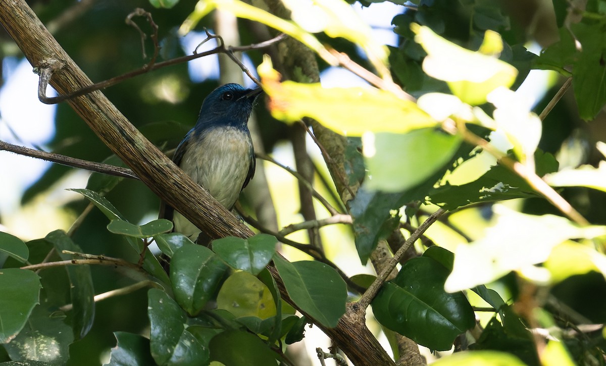 Hainan Blue Flycatcher - ML638440601