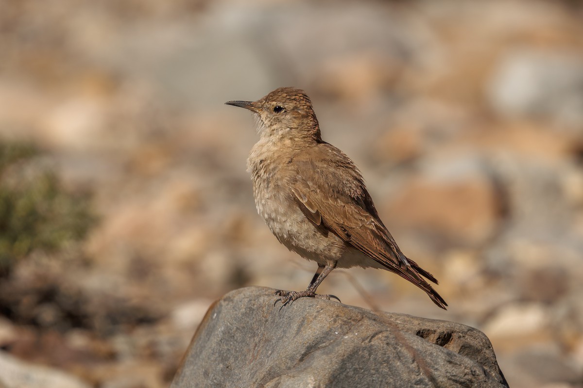 Creamy-rumped Miner - ML638440621