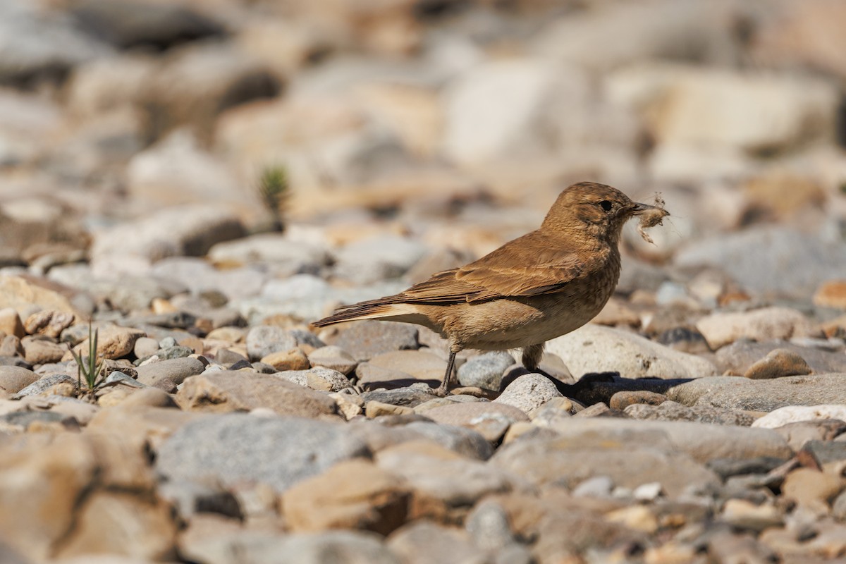 Creamy-rumped Miner - ML638440687