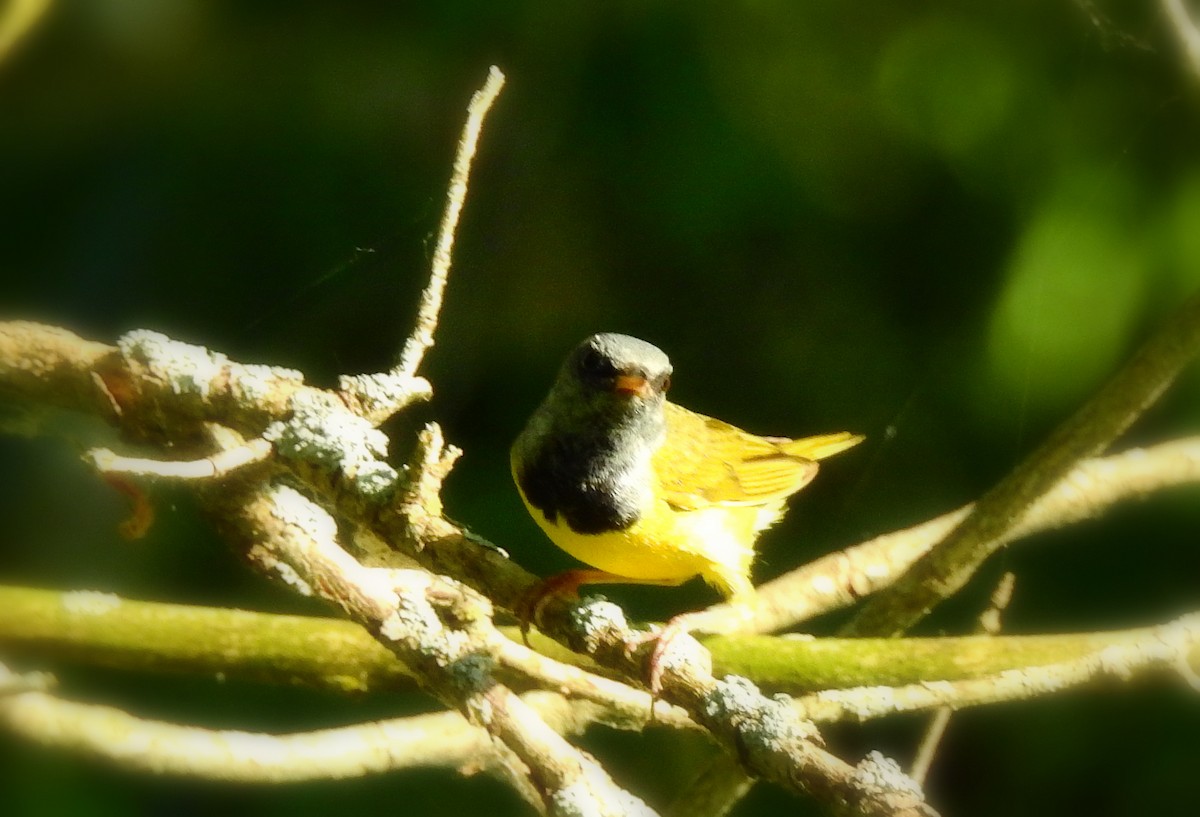 Mourning Warbler - ML638440698