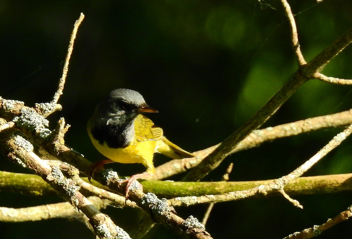 Mourning Warbler - ML638440699
