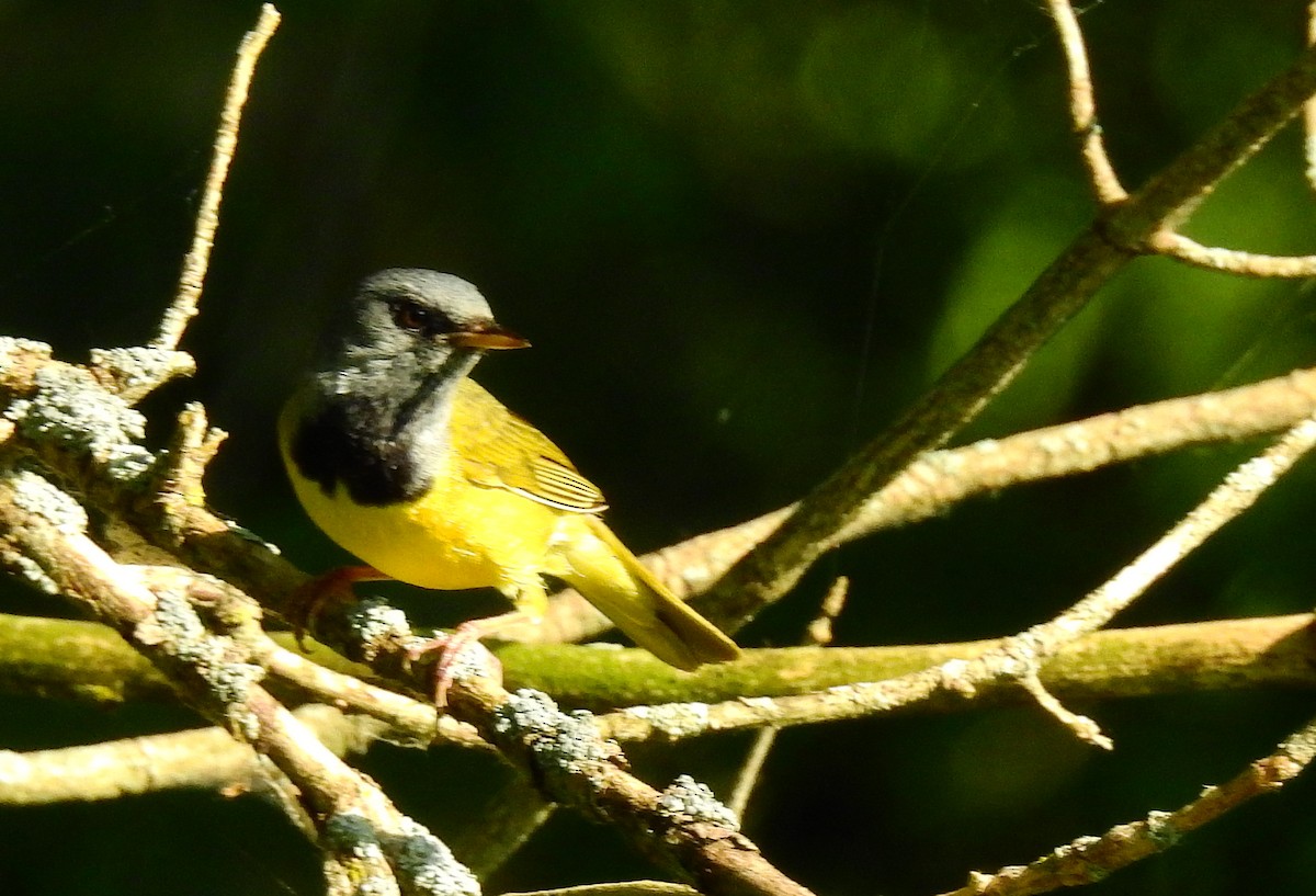 Mourning Warbler - ML638440700