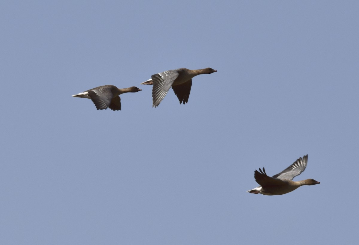 Pink-footed Goose - ML638440712
