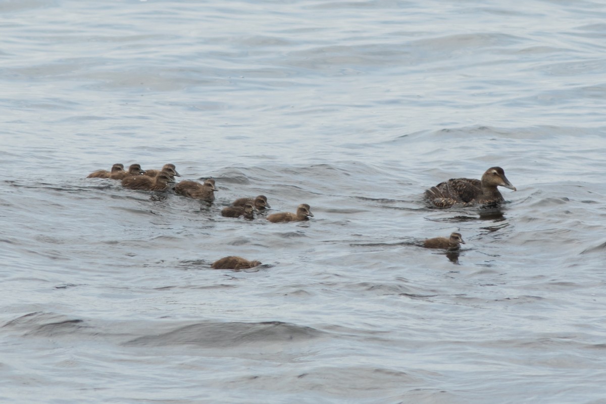 Common Eider - ML638440723