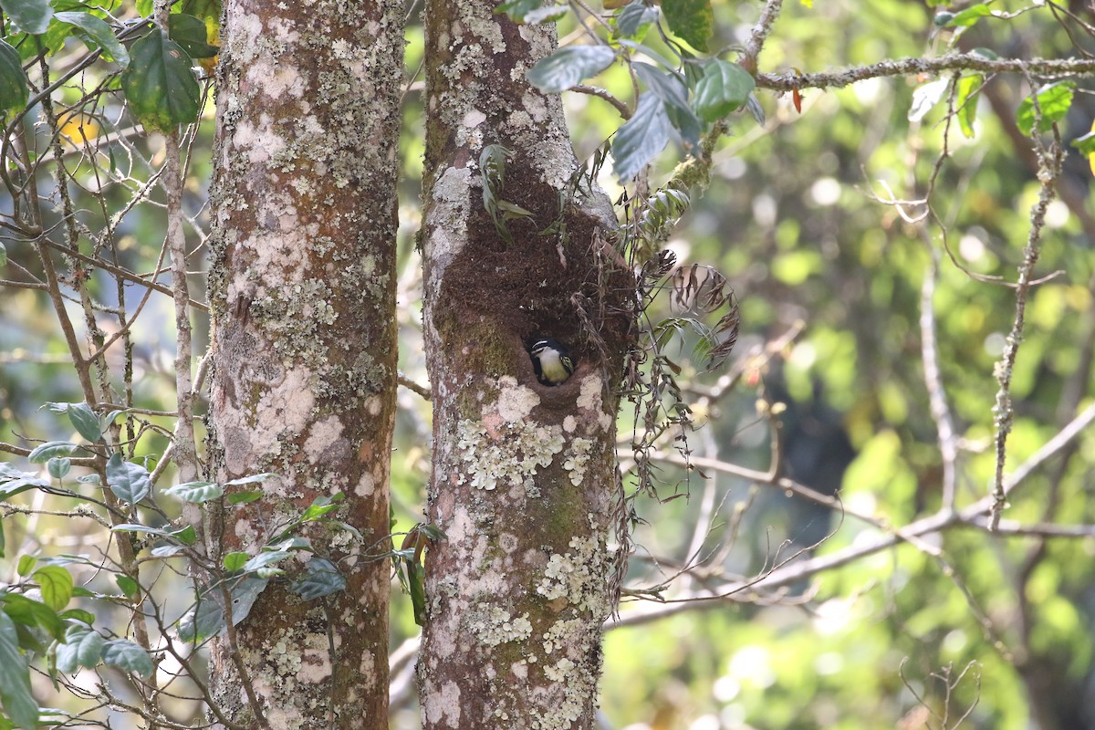 Yellow-rumped Tinkerbird - ML638440737