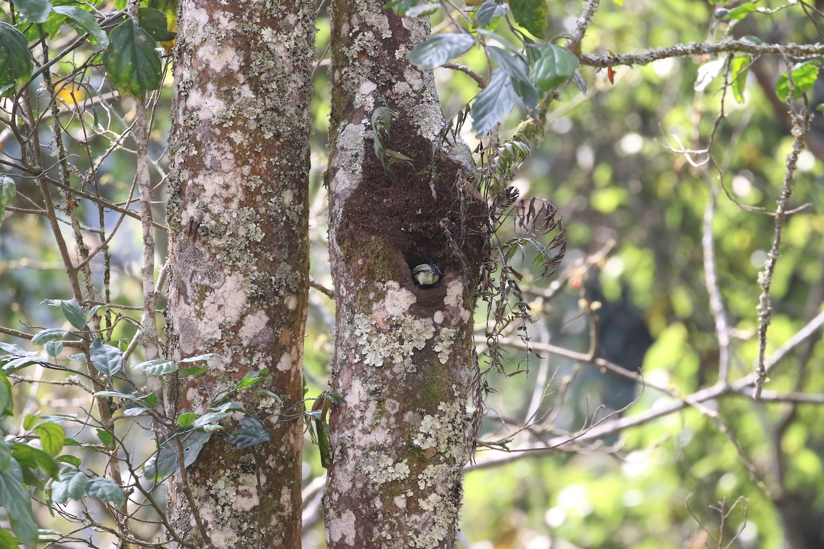 Yellow-rumped Tinkerbird - ML638440738