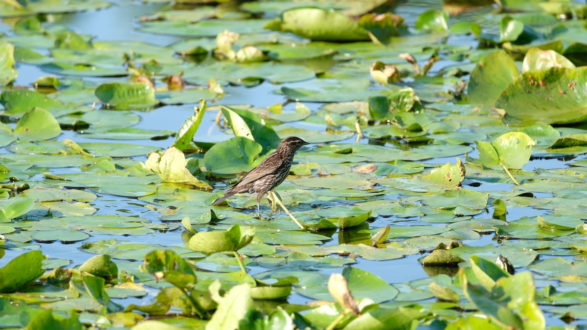 Red-winged Blackbird - ML638440745
