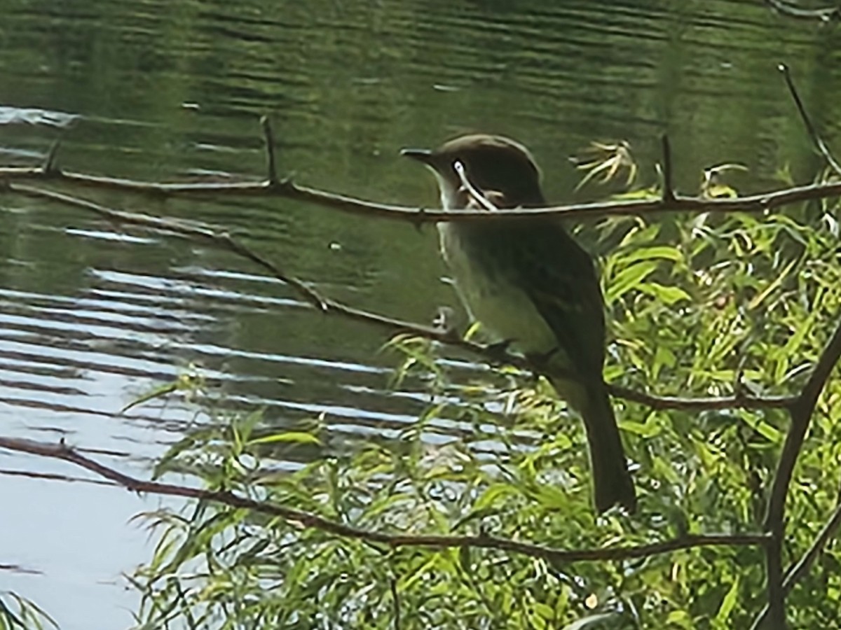 Eastern Phoebe - ML638440751
