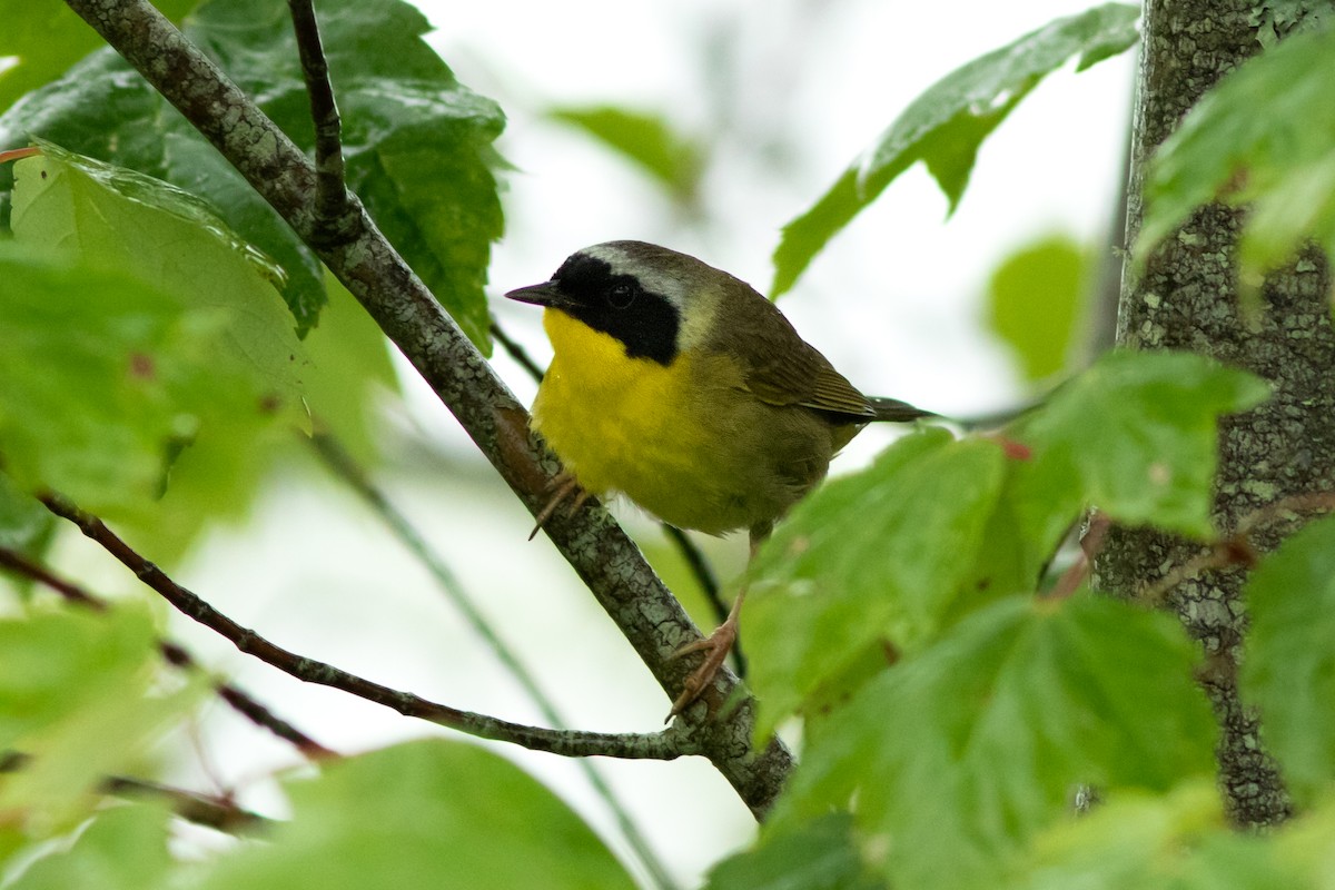 Common Yellowthroat - ML638440770