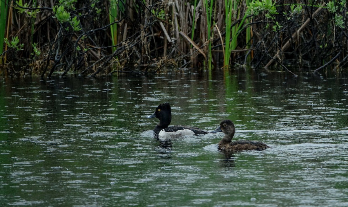 Ring-necked Duck - ML638440804