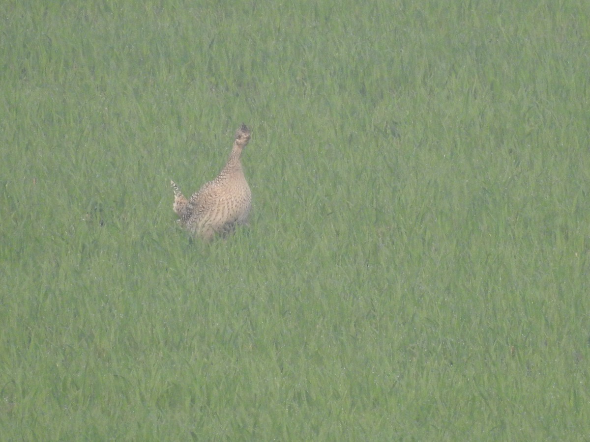 Sharp-tailed Grouse - ML638440808