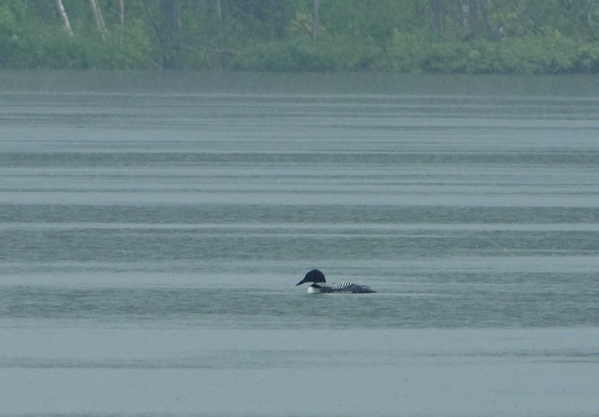 Common Loon - ML638440816