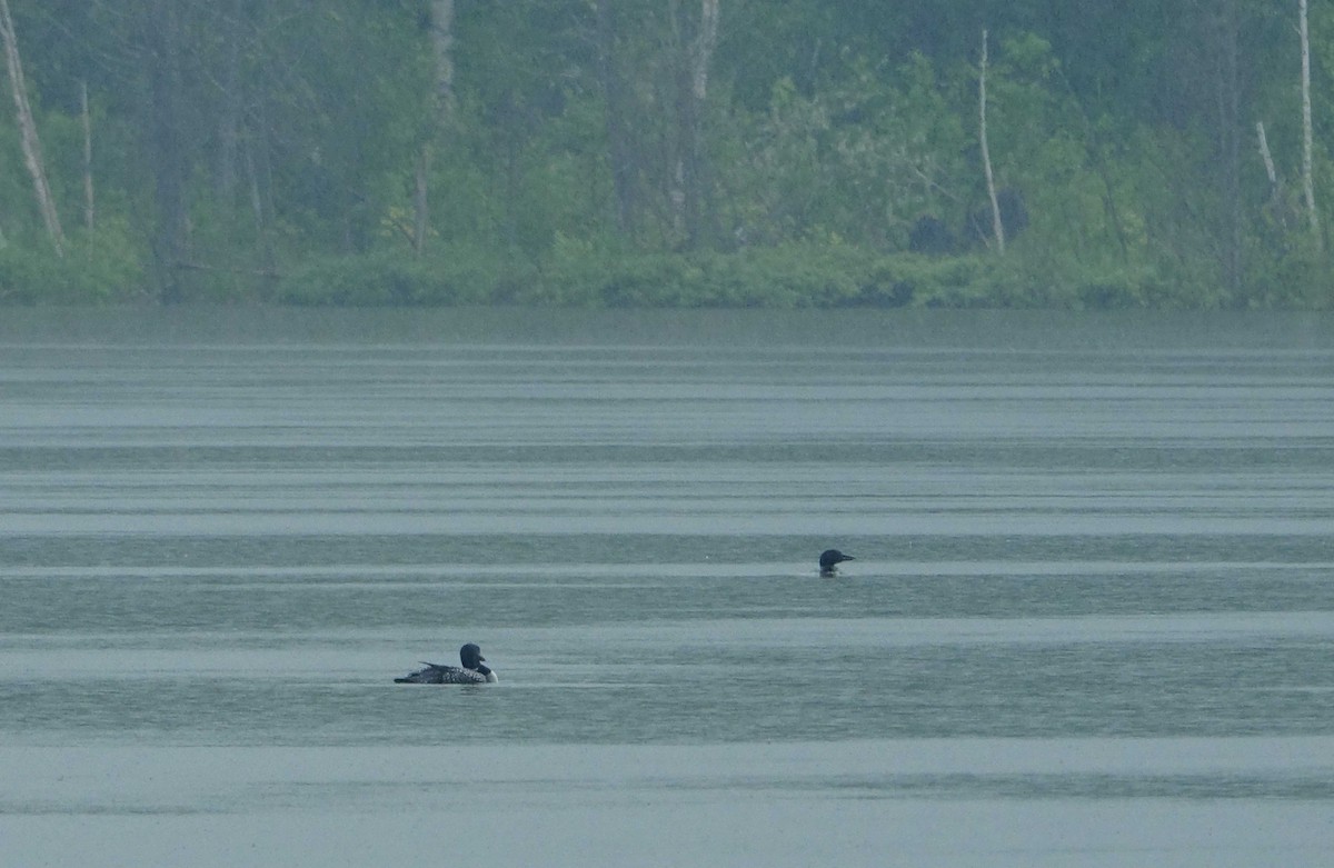 Common Loon - ML638440817