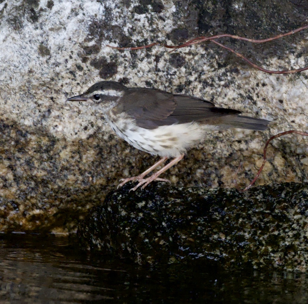 Louisiana Waterthrush - ML638440831
