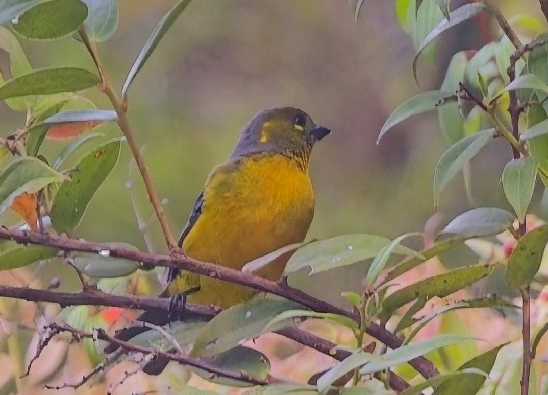 Lacrimose Mountain Tanager (Perija) - ML638440840