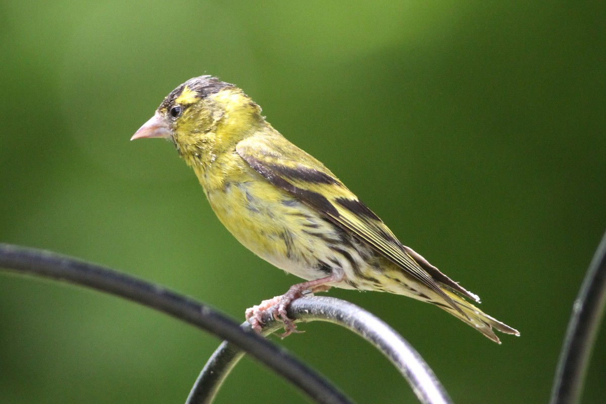 Eurasian Siskin - ML638440852