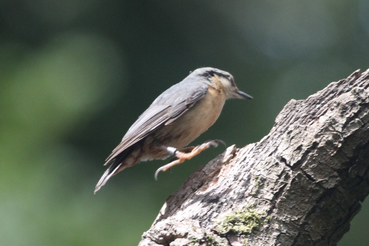 Garrapo eurasiarra - ML638440855