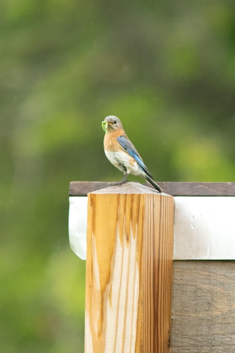 Eastern Bluebird - ML638440872