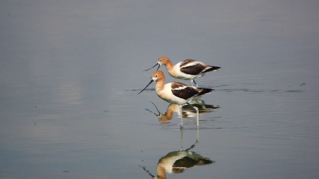 American Avocet - ML638440877