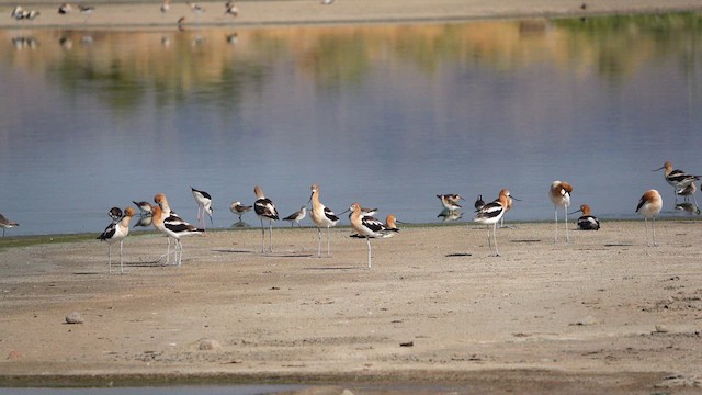 American Avocet - ML638440891