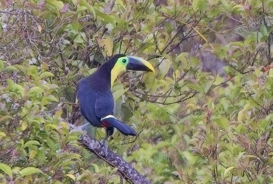 Yellow-throated Toucan (Black-mandibled) - ML638440922