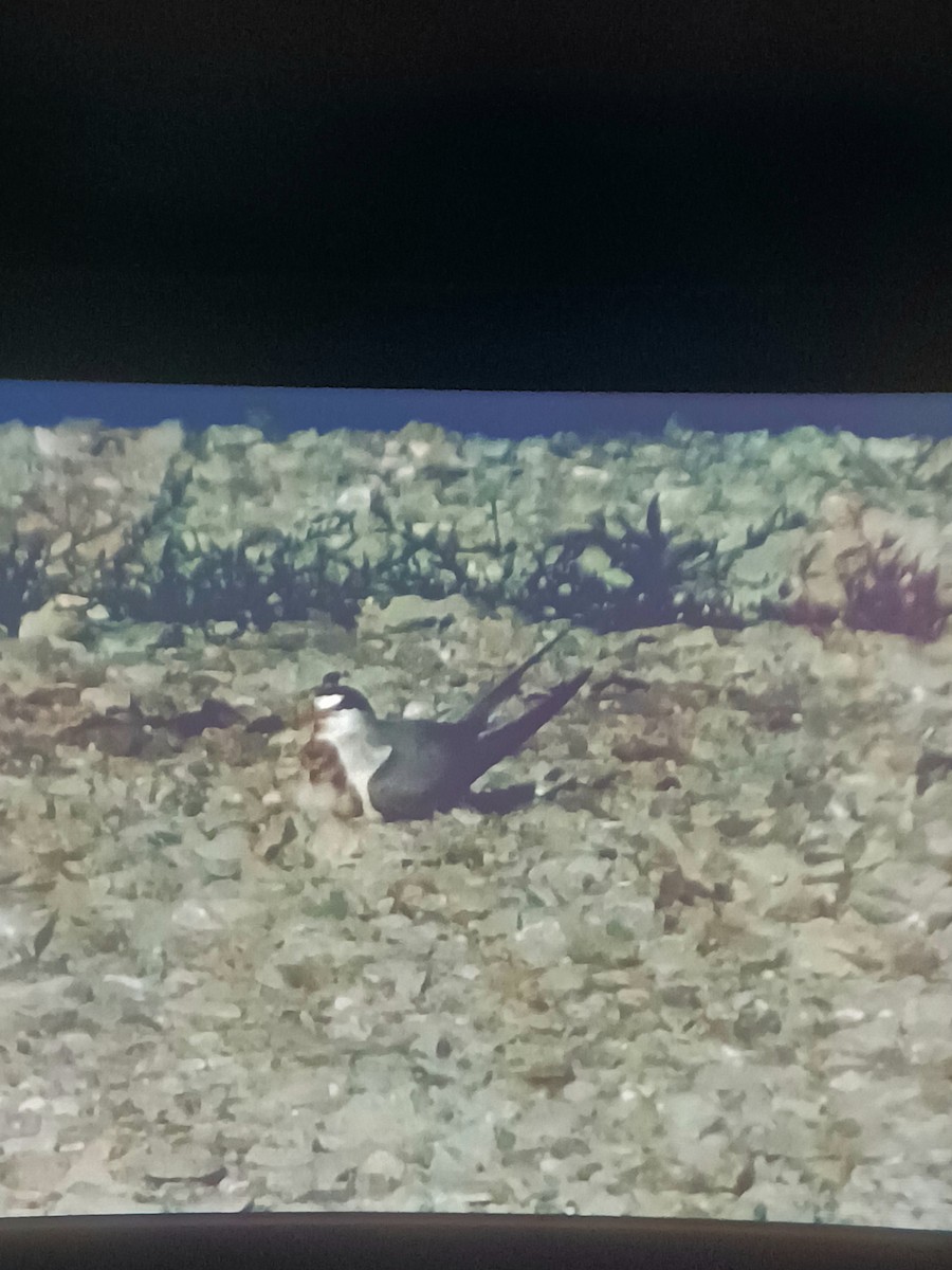 Least Tern - ML638440928