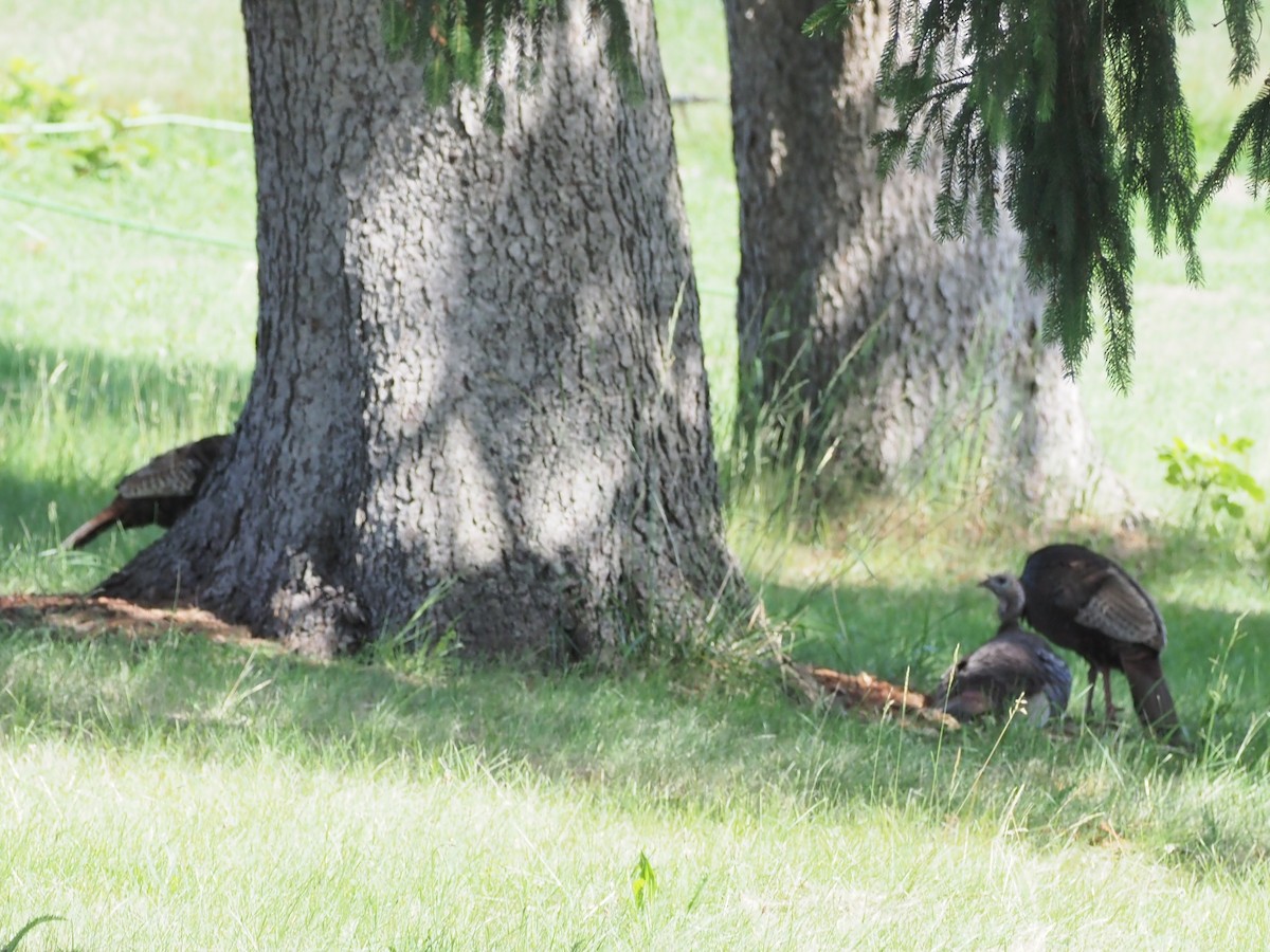 Wild Turkey - ML638440929