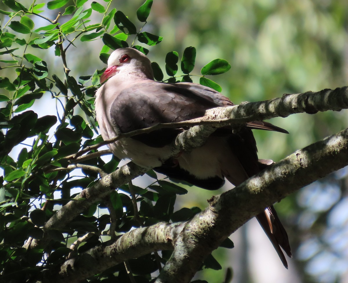Pink Pigeon - ML638440936