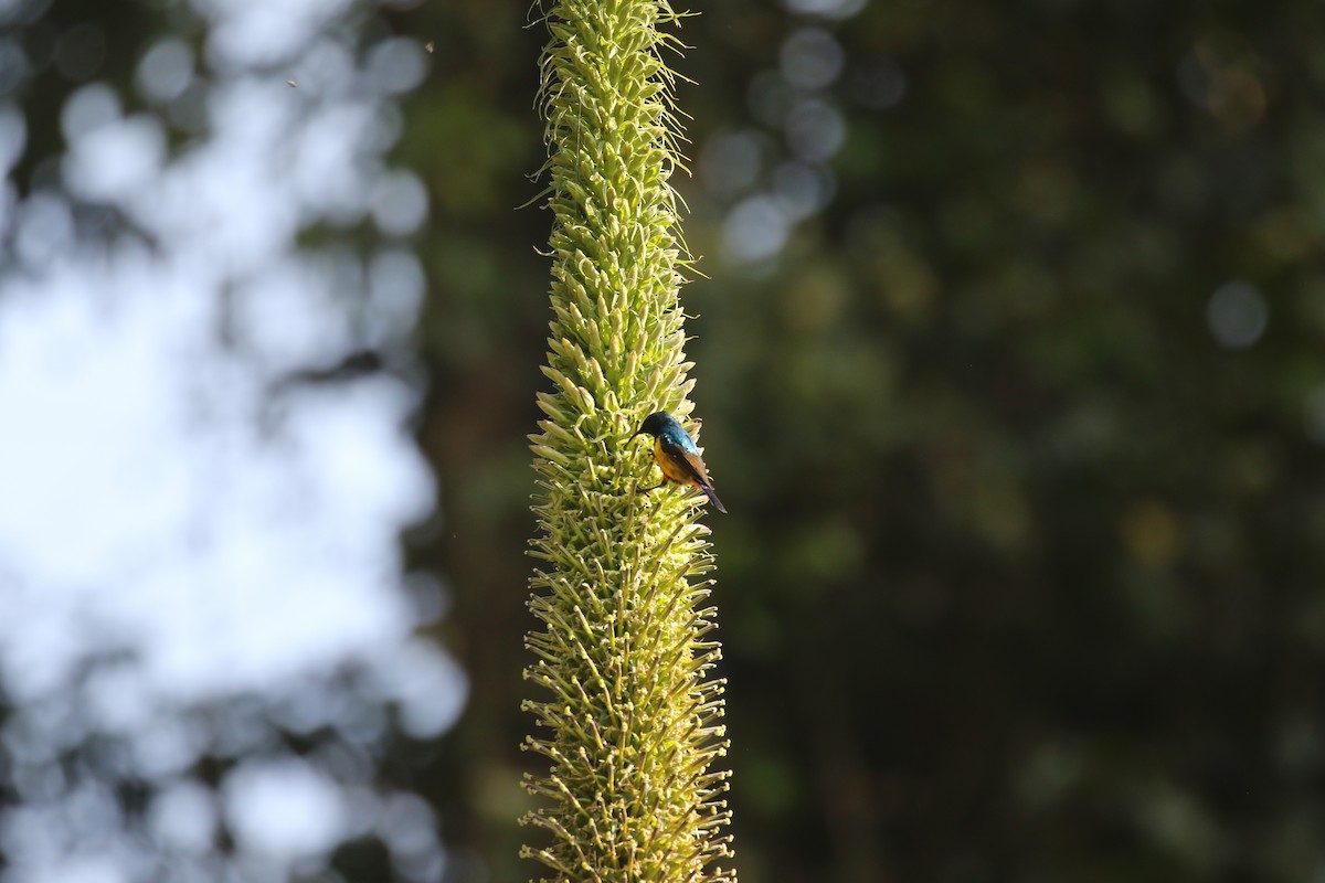 Regal Sunbird - ML638440956