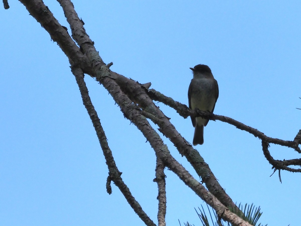 Eastern Phoebe - ML638440972