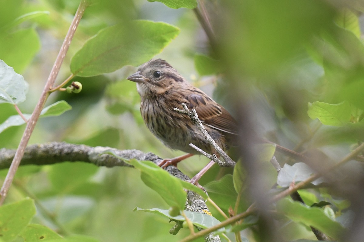 Song Sparrow - ML638440978