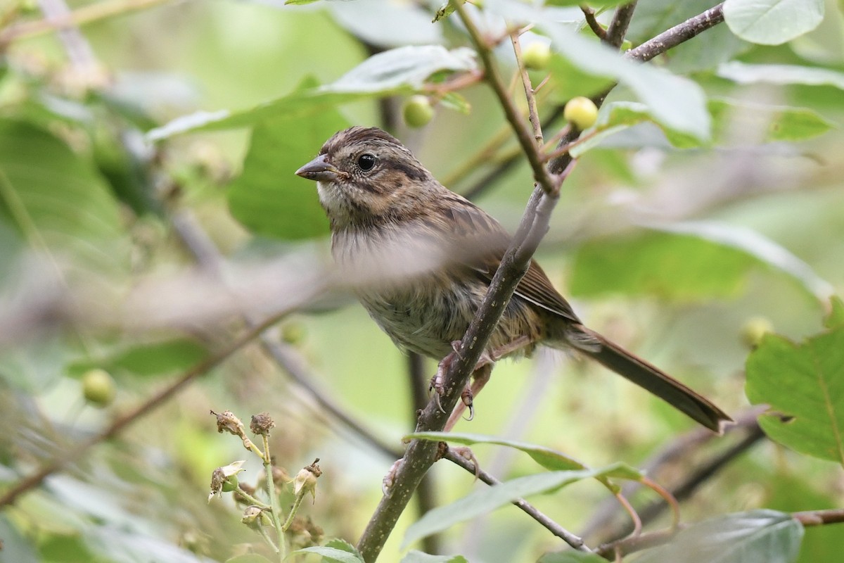 Song Sparrow - ML638440979