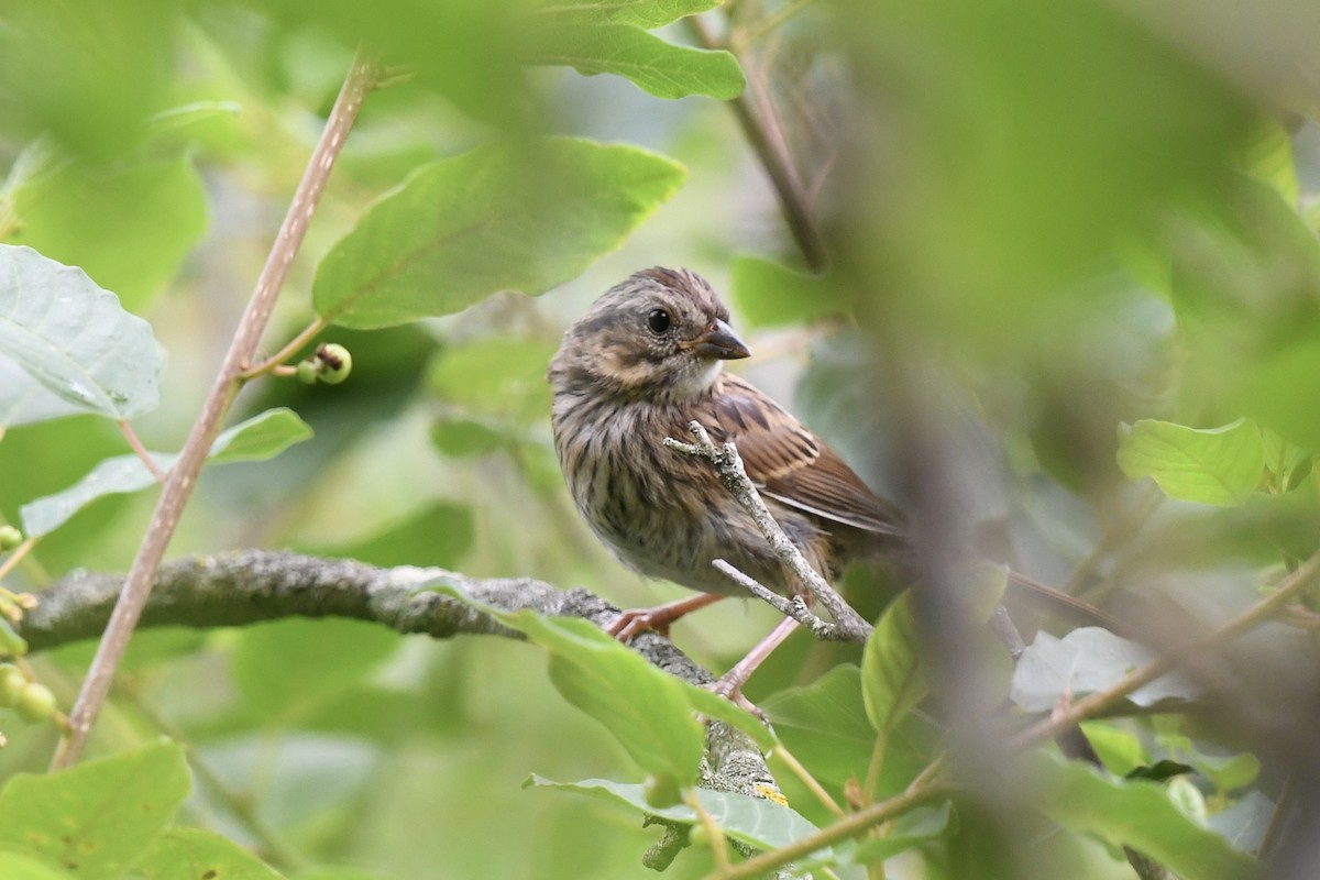 Song Sparrow - ML638440980