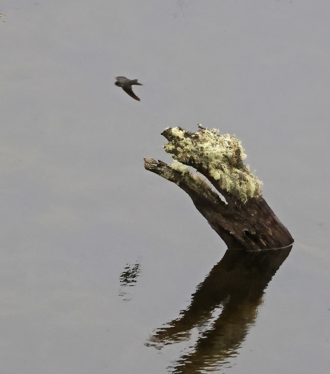 Brown-bellied Swallow - ML638440983