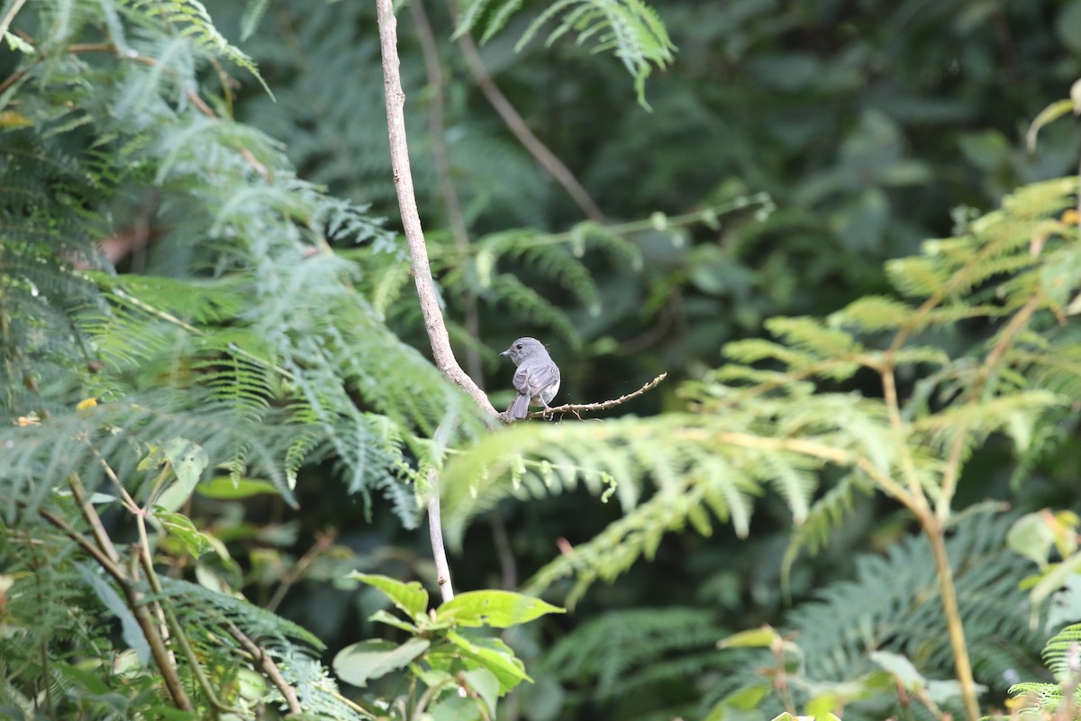 White-eyed Slaty-Flycatcher - ML638440995