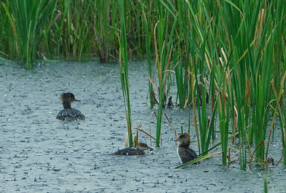 Hooded Merganser - ML638440997