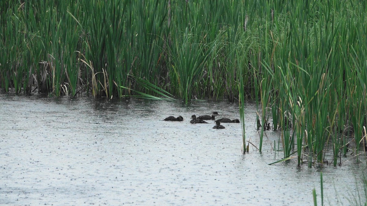 Hooded Merganser - ML638441006
