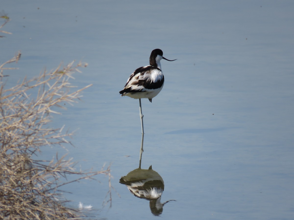 Pied Avocet - ML638441012