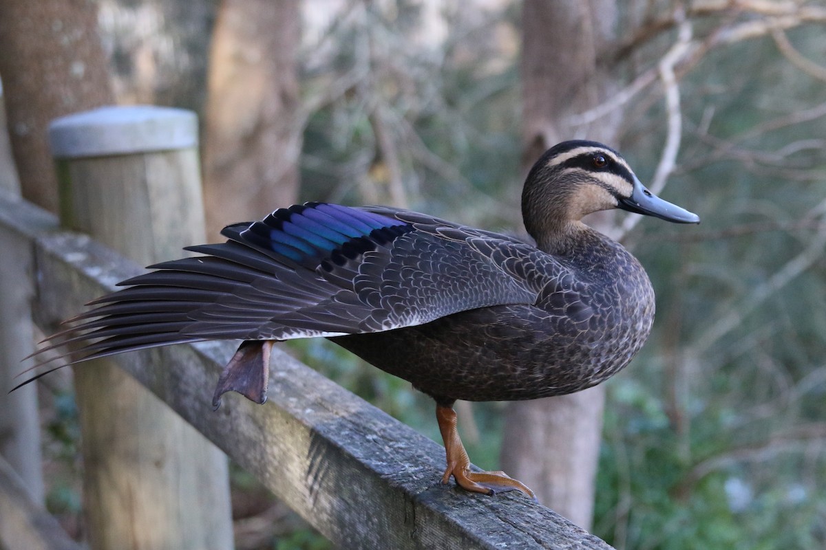 Pacific Black Duck - ML638441025