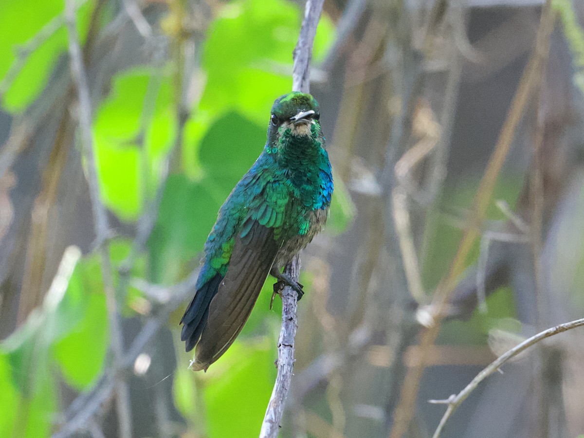 Blue-tailed Emerald - ML638441032