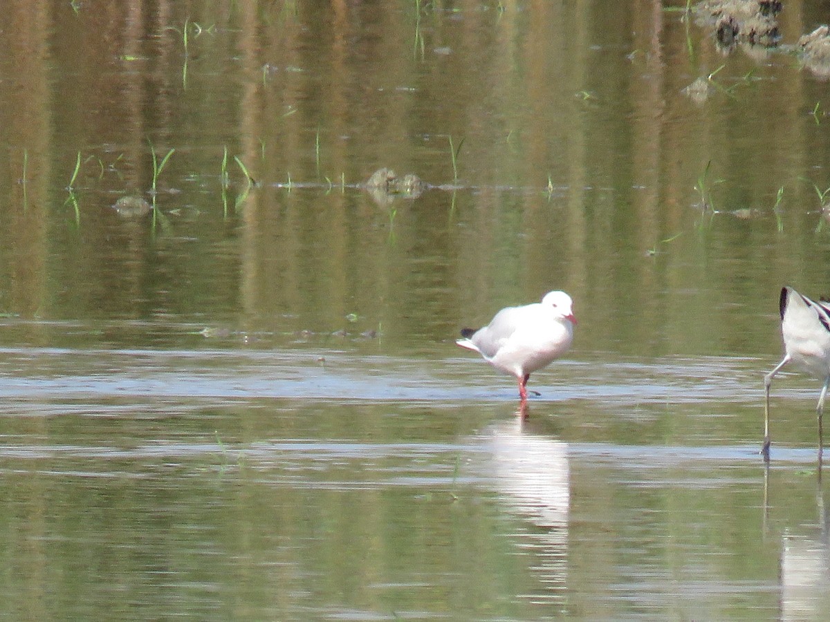 Goéland d'Audouin - ML638441035