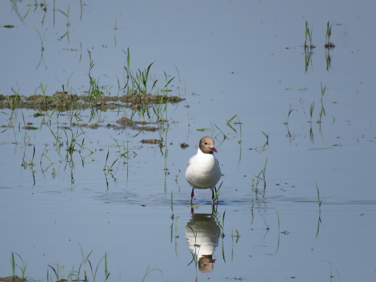 Mouette rieuse - ML638441044